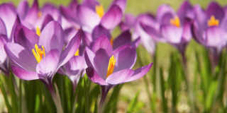 Krokusse