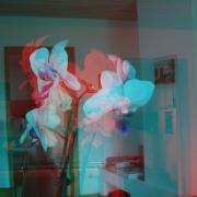 3D Orchidee