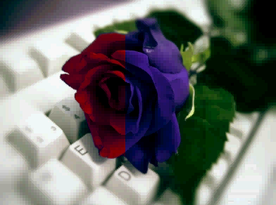 rose